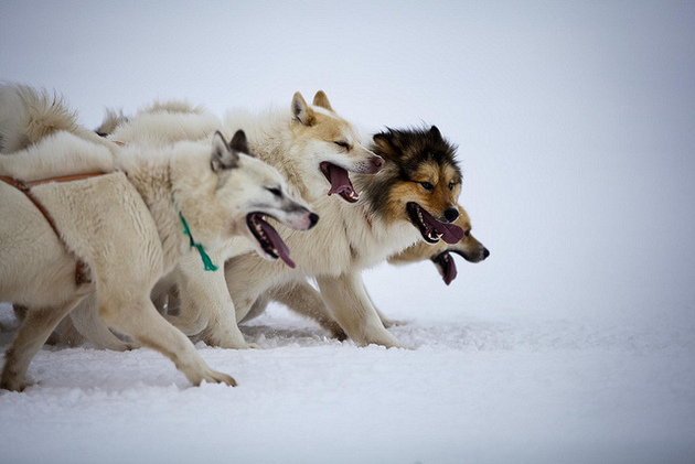 Greenland Highlights: Nuuk and Sisimiut - Photo 3