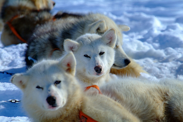 The Golden Triangle of Greenland - Photo 4