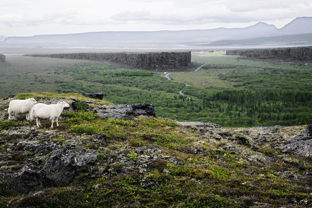 Iceland Circumnavigation Cruise 2024 - Photo 2