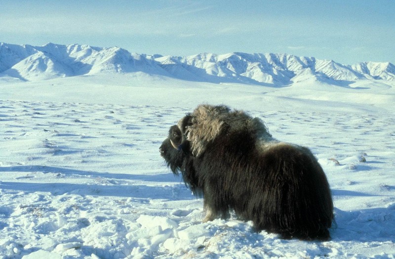 Greenland Disko Bay Expedition - Photo 4