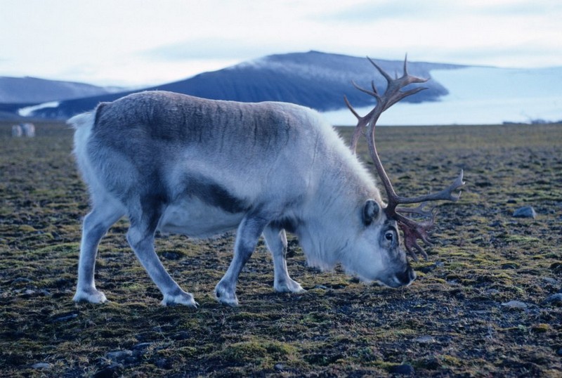 Greenland Disko Bay Expedition - Photo 5