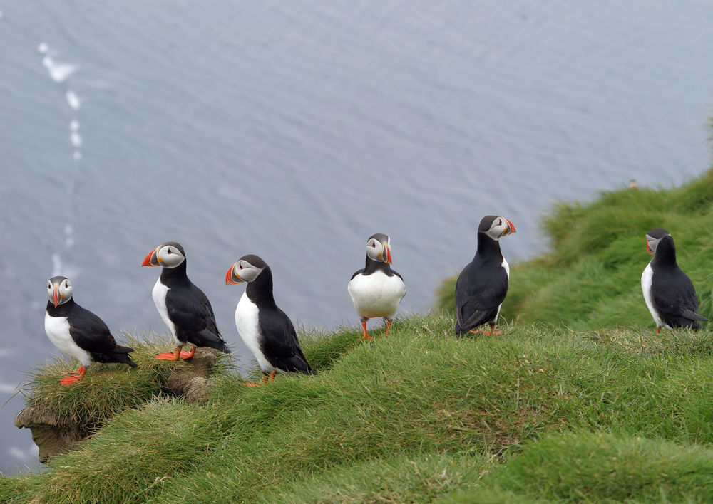 Iceland Circumnavigation Cruise 2024 - Photo 6