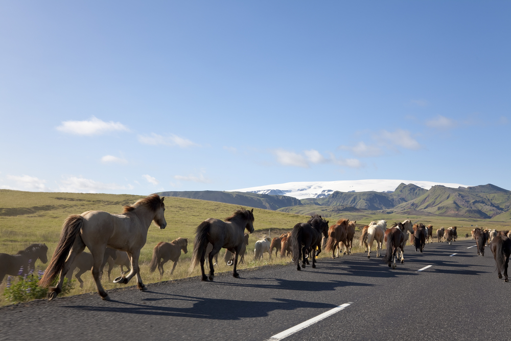 Iceland Complete - Photo 7